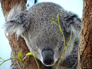 Auge in Auge mit Australiens wilder Tierwelt